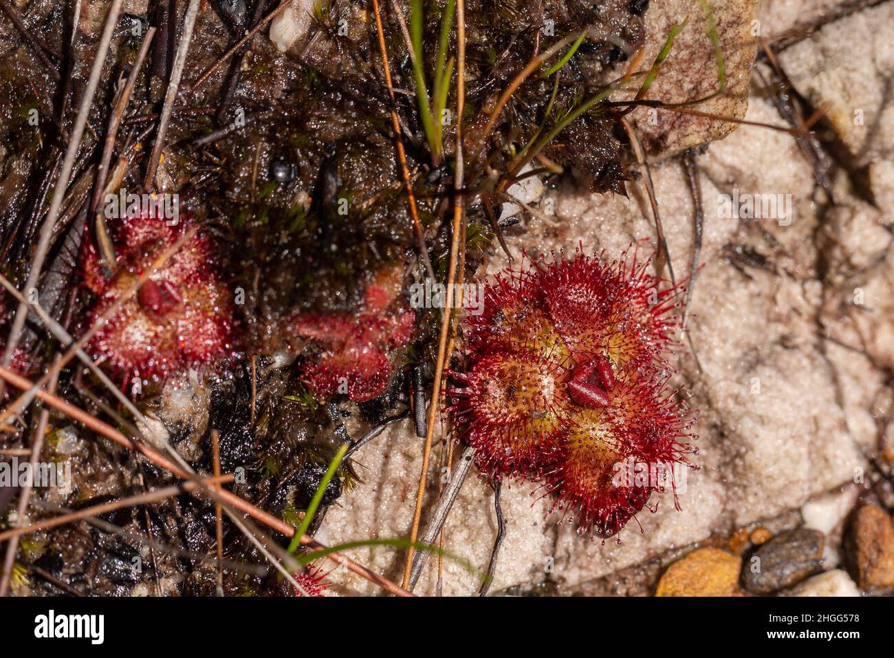Red rosettes of Drosera admirabilis, a carnivorous plant, seen in the