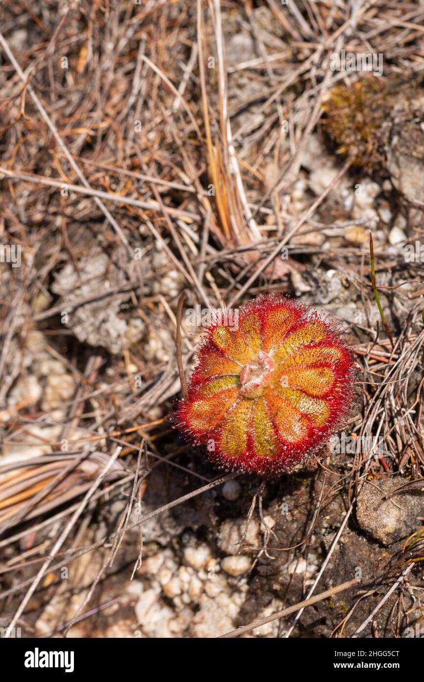 Drosera aliciae in natural habitat in the Kogelberg near Kleimnond in the Western Cape of South Africa Stock Photo