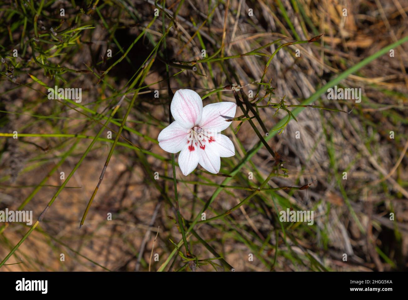 White flowered Gladiolus in the Kogelberg, Western Cape of South Africa Stock Photo