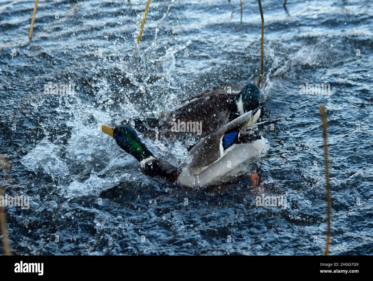 two male mallrd ducks fighting, diss, norfolk,england Stock Photo