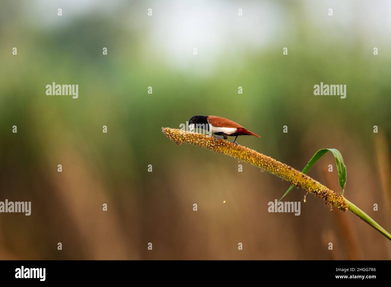 Tri-colored Munia perching on plant, India Stock Photo - Alamy