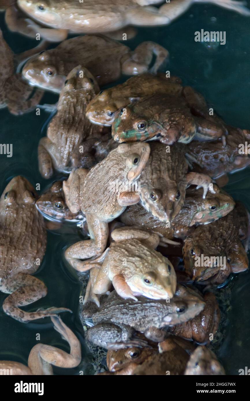 Chinese Bullfrog (Hoplobatrachus rugulosus) - These frogs are artificially bred for food in Southeast Asia. Thai market. So-called wet markets Stock Photo