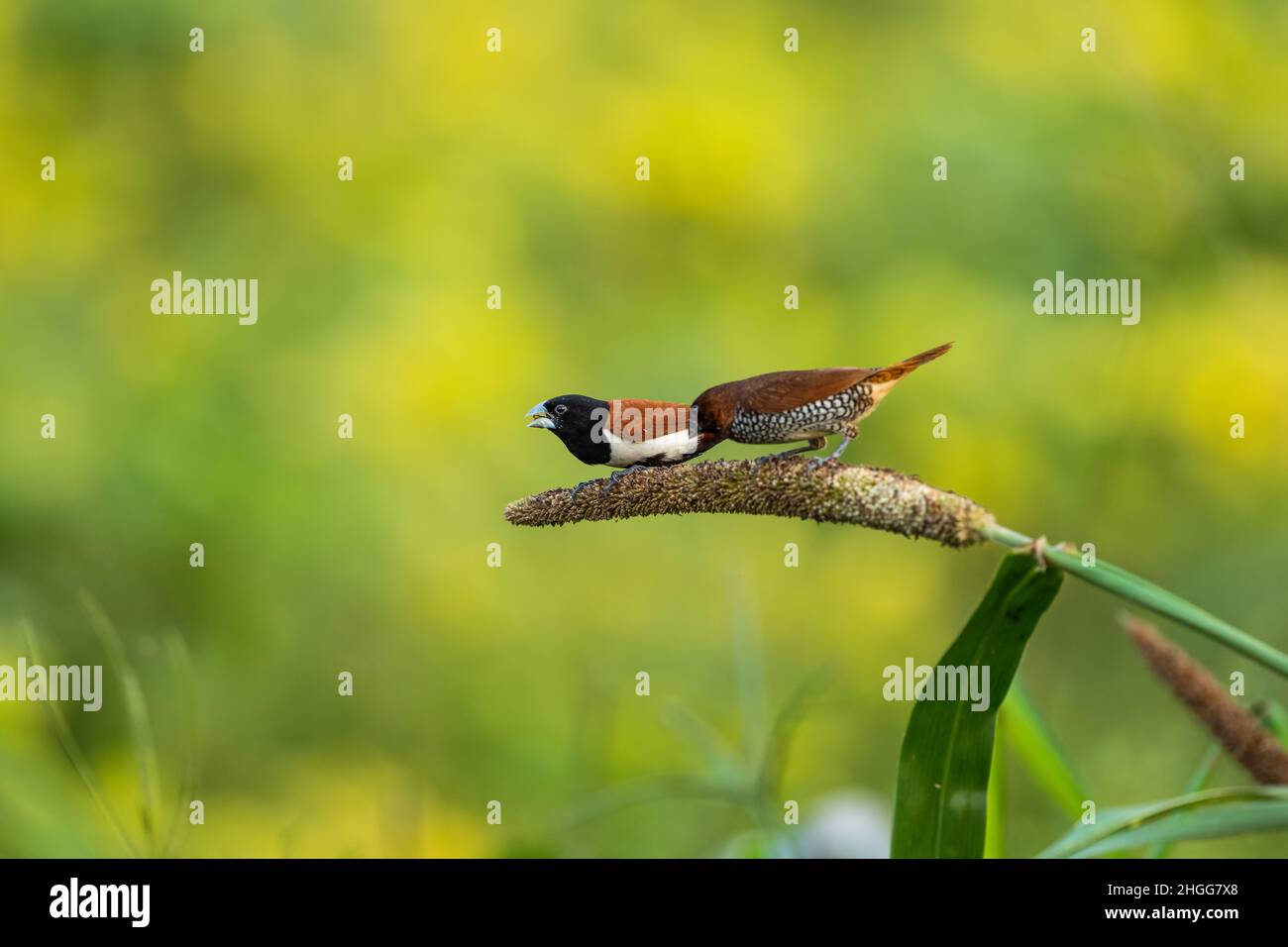 Tri-colored Munia perching on plant, India Stock Photo - Alamy