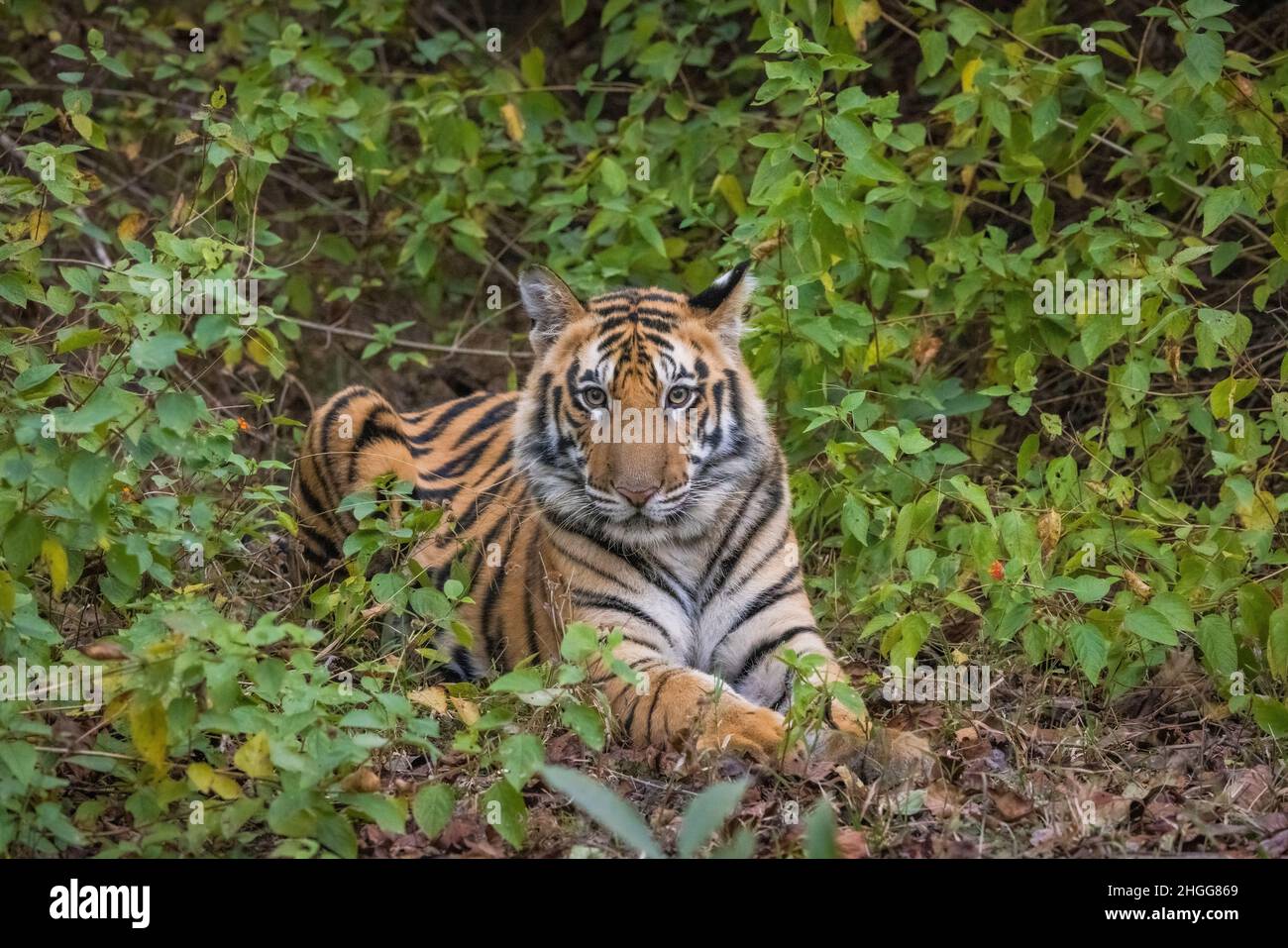 Royal Bengal Tiger, Road, Panthera tigris, angry, Bandhavgarh Tiger Reserve, Madhya Pradesh, India Stock Photo
