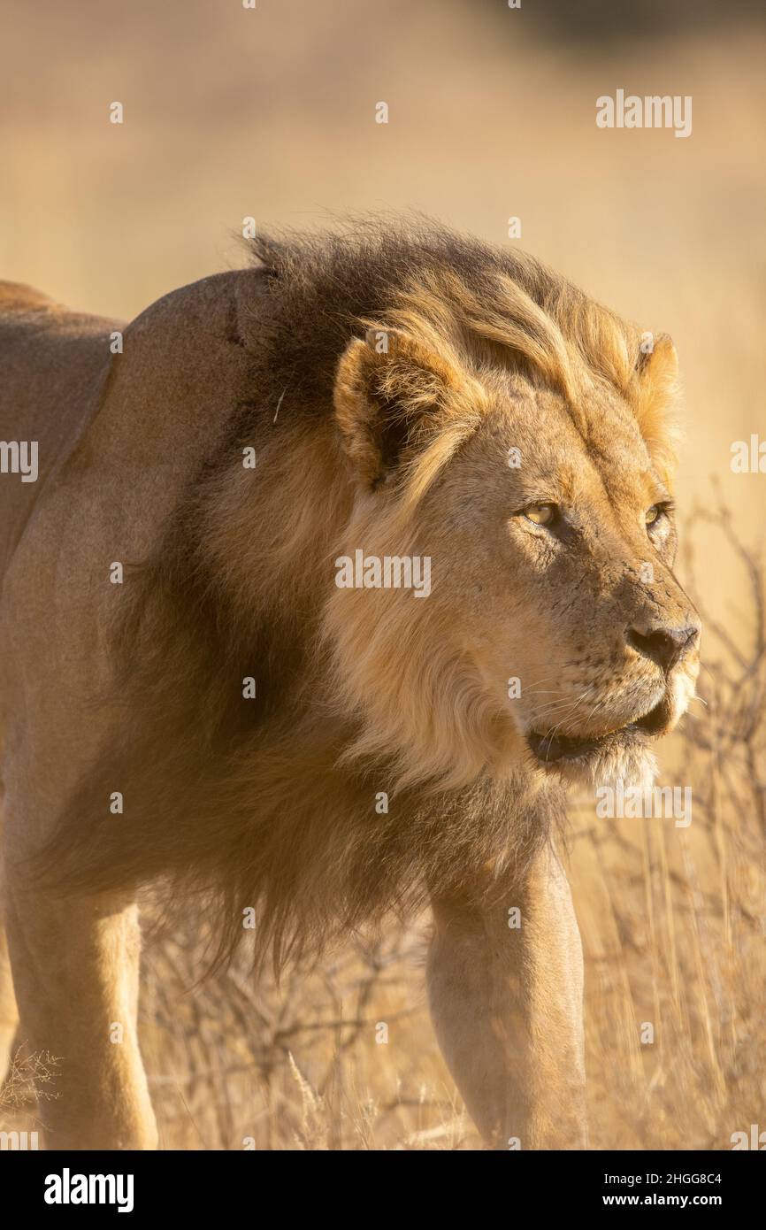 black-maned-lion-in-the-kgalagadi-stock-photo-alamy
