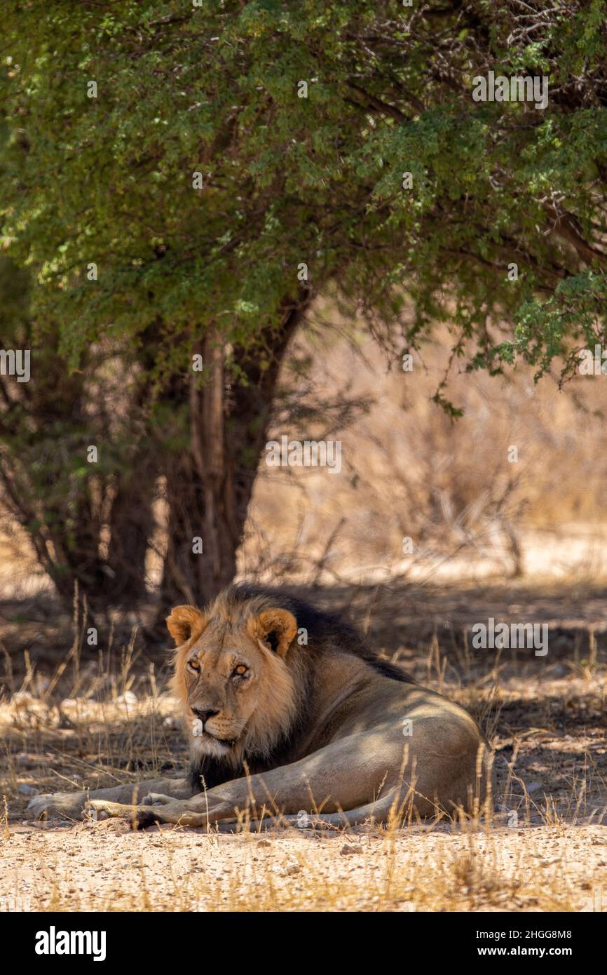 black-maned-lion-in-the-kgalagadi-stock-photo-alamy