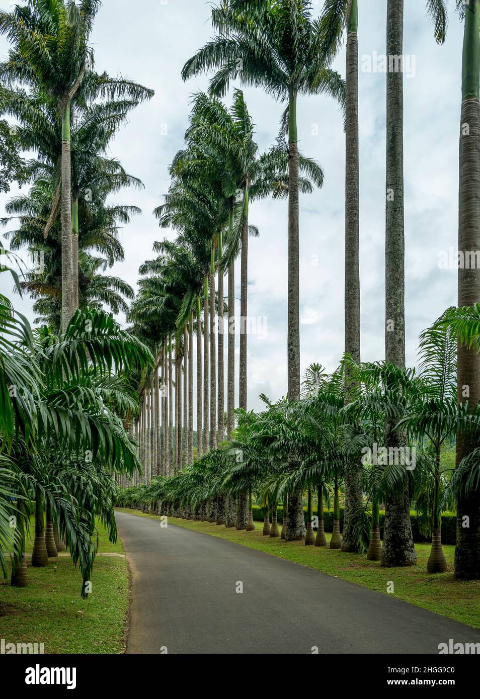 Cabbage Palm Avenue, Kandy Botanical Gardens, Sri Lanka Stock Photo