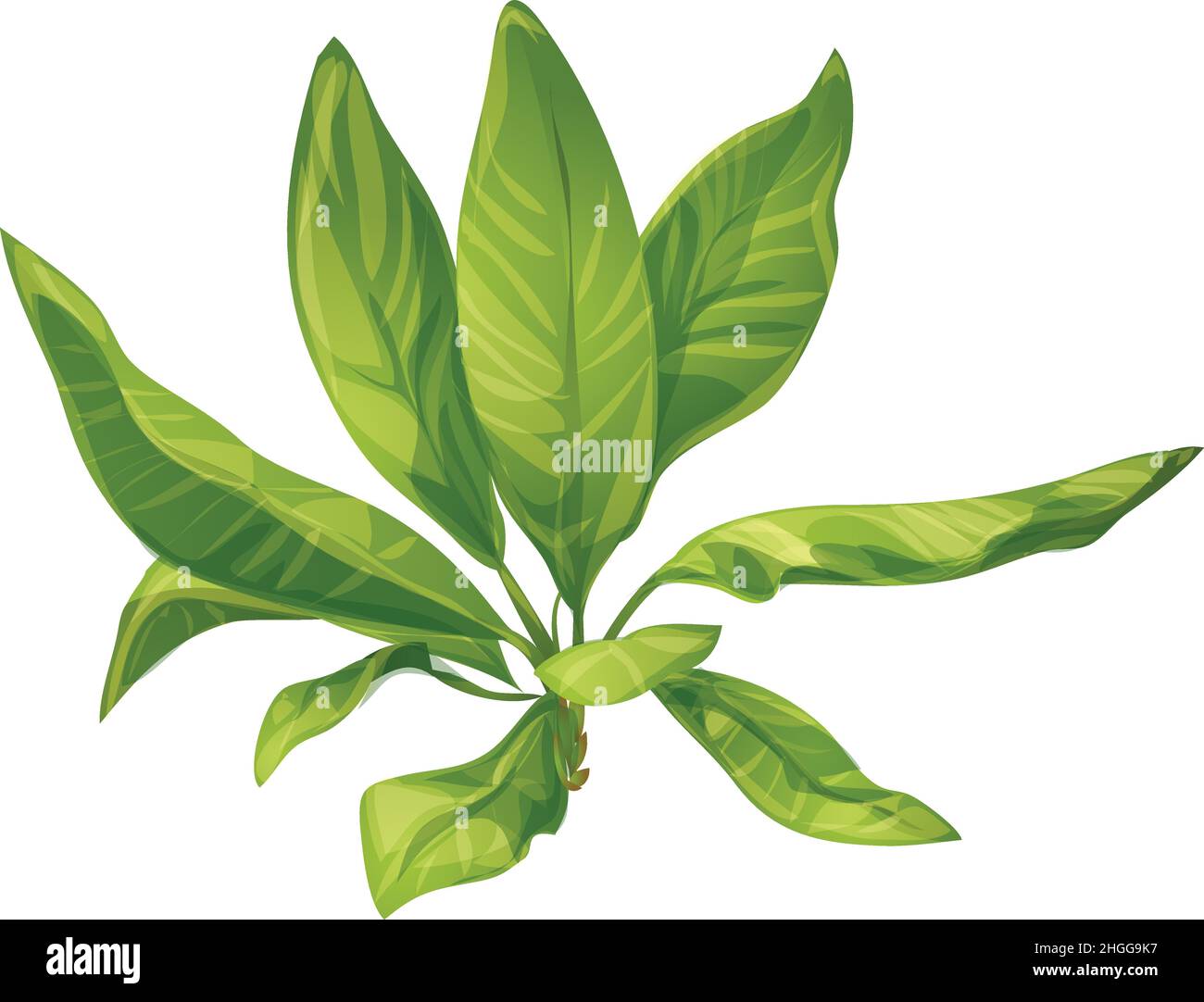 Banana leaves icon cartoon vector. Tropic palm. Green plant Stock Vector