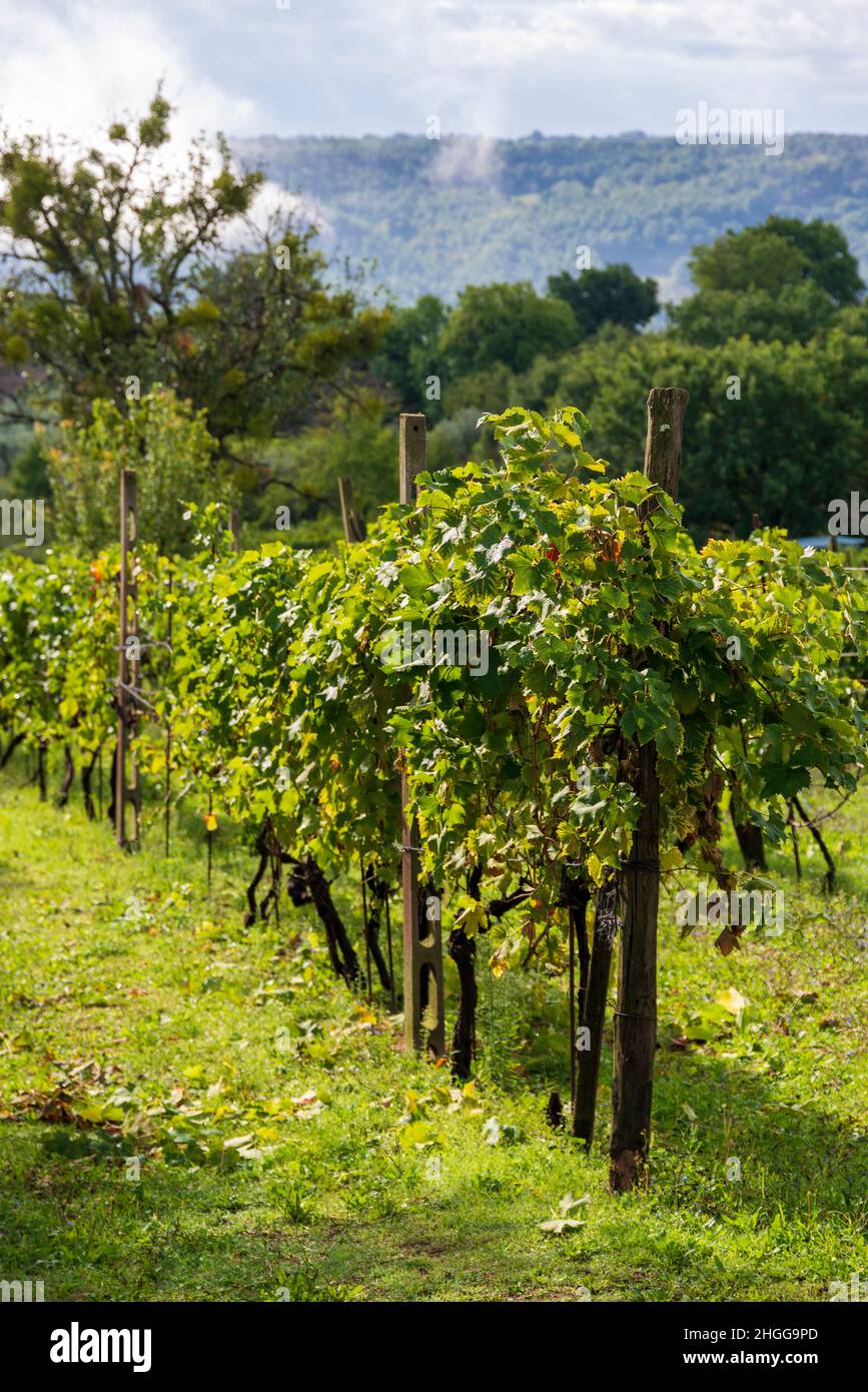 Umbrian vineyard Stock Photo