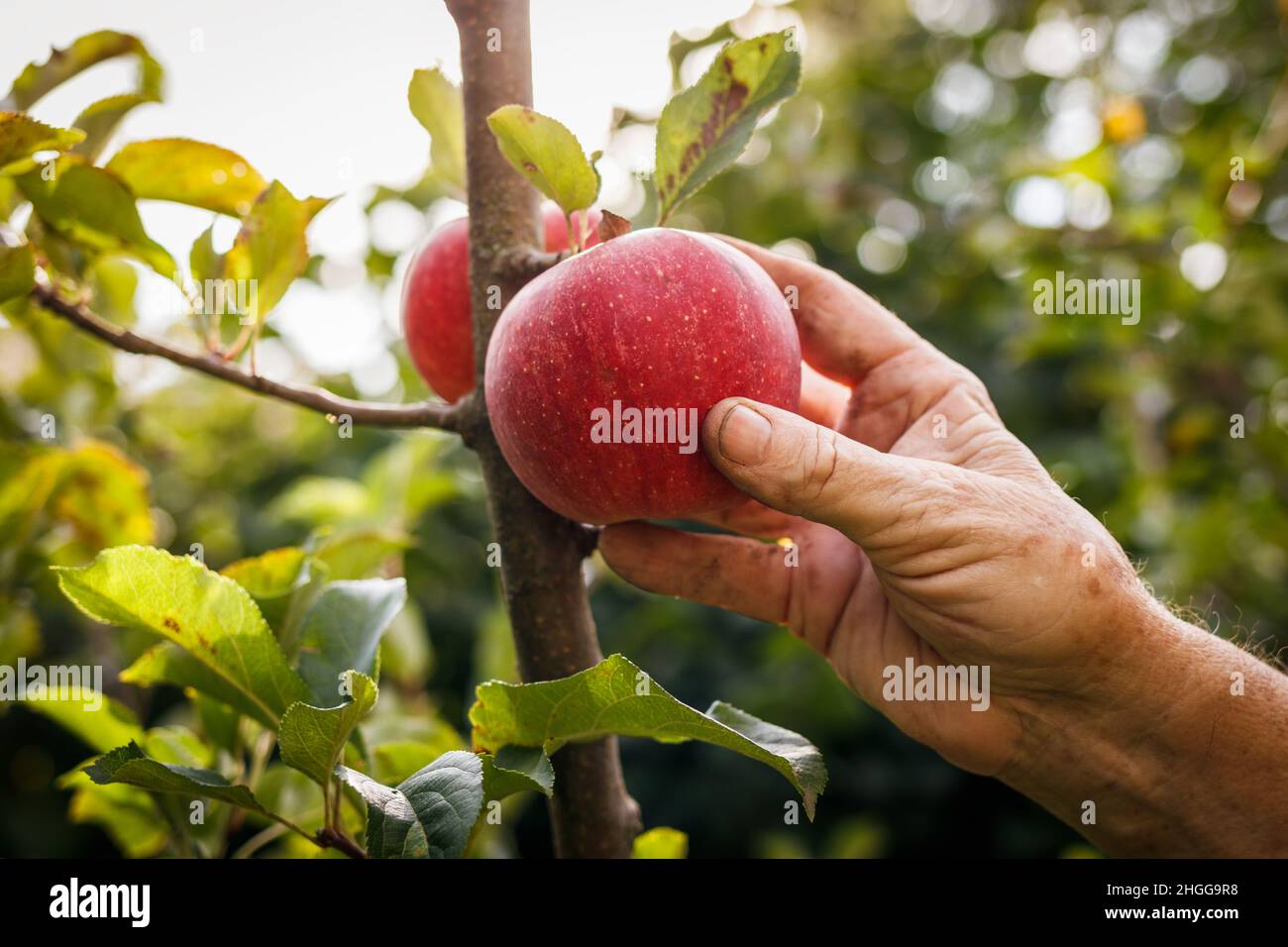 Farmers hand picking red apple from tree. Harvesting fruit in organic  garden Stock Photo - Alamy