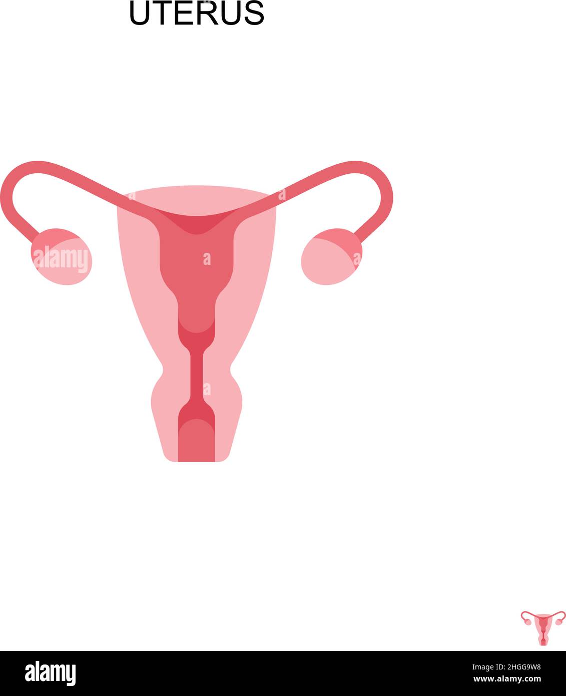 Female reproductive system poster hi-res stock photography and images ...