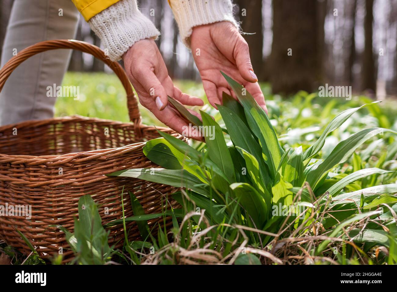 Woman picking wild garlic (allium ursinum) in forest. Harvesting Ramson leaves herb into wicker basket Stock Photo
