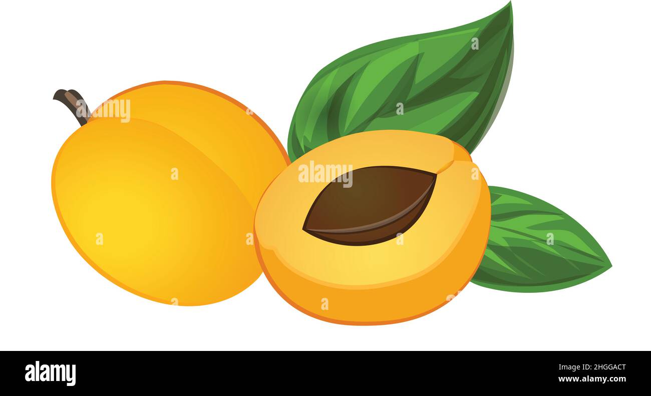 Seed apricot icon cartoon vector. Food jam. Fruit tree Stock Vector