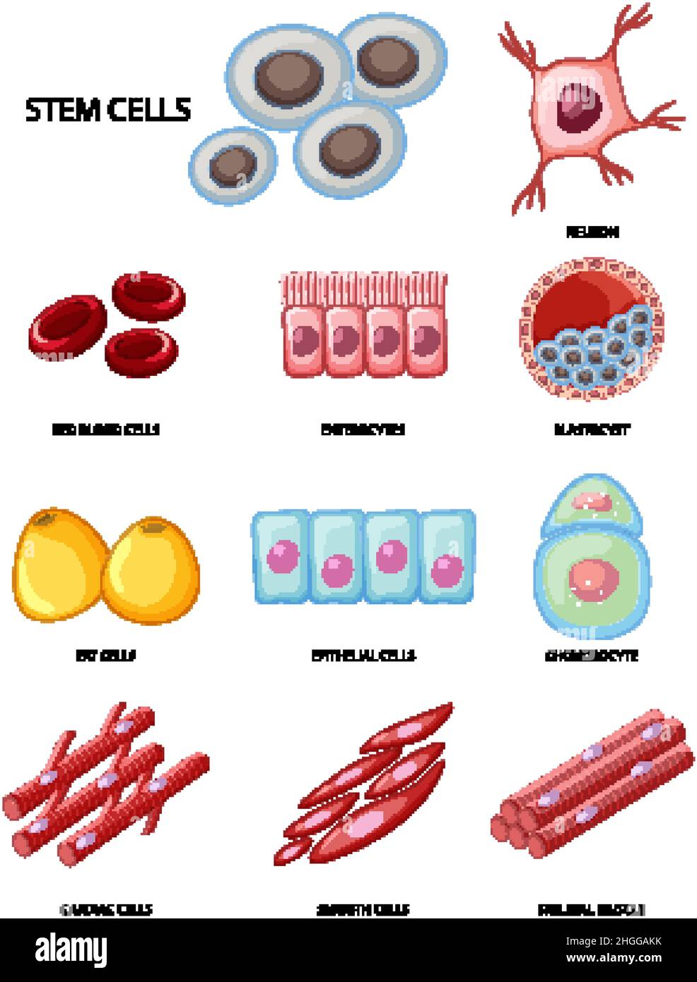 Skeletal muscle cells Stock Vector Images - Alamy