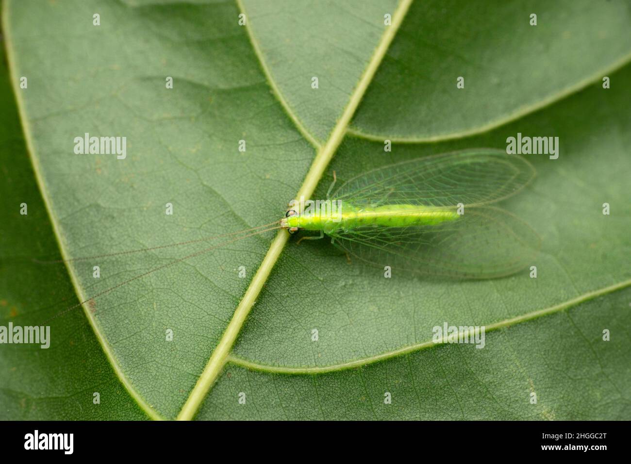 Green lacewing fly, Nothancyla verreauxi, Satara, Maharashtra, India Stock Photo
