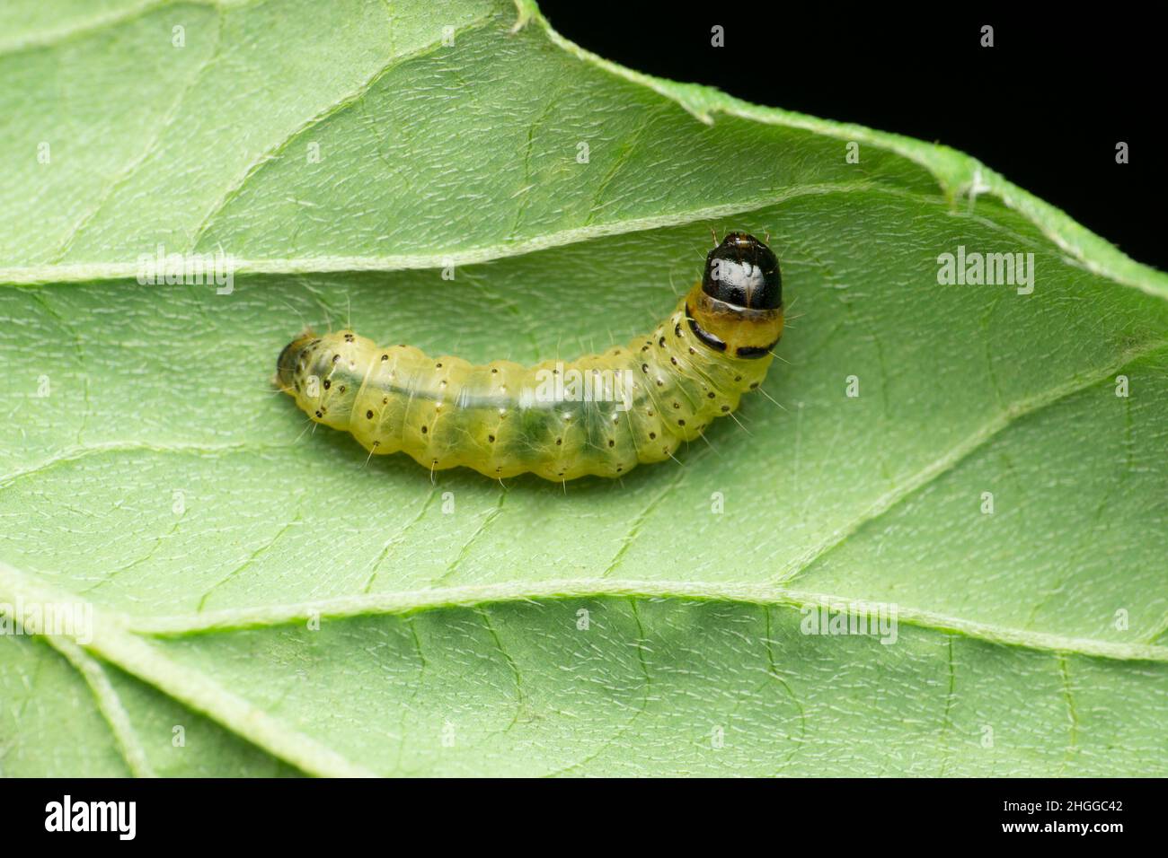 Caterpillar of swift butterfly, Satara, Maharashtra, India Stock Photo