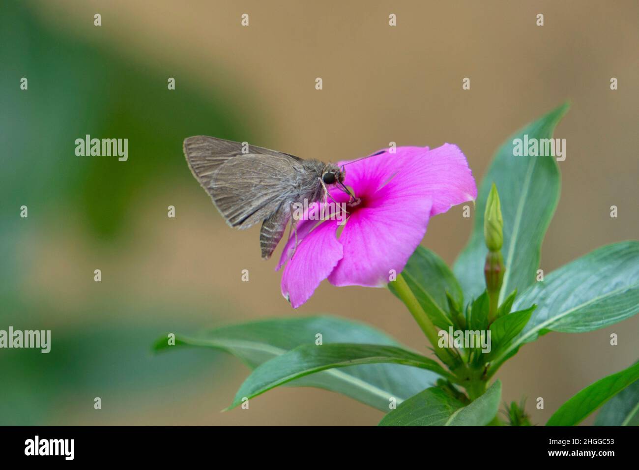 Swift butterfly on flower of Madagascar periwinkle, Catharanthus roseus, Satara, Maharashtra, India Stock Photo