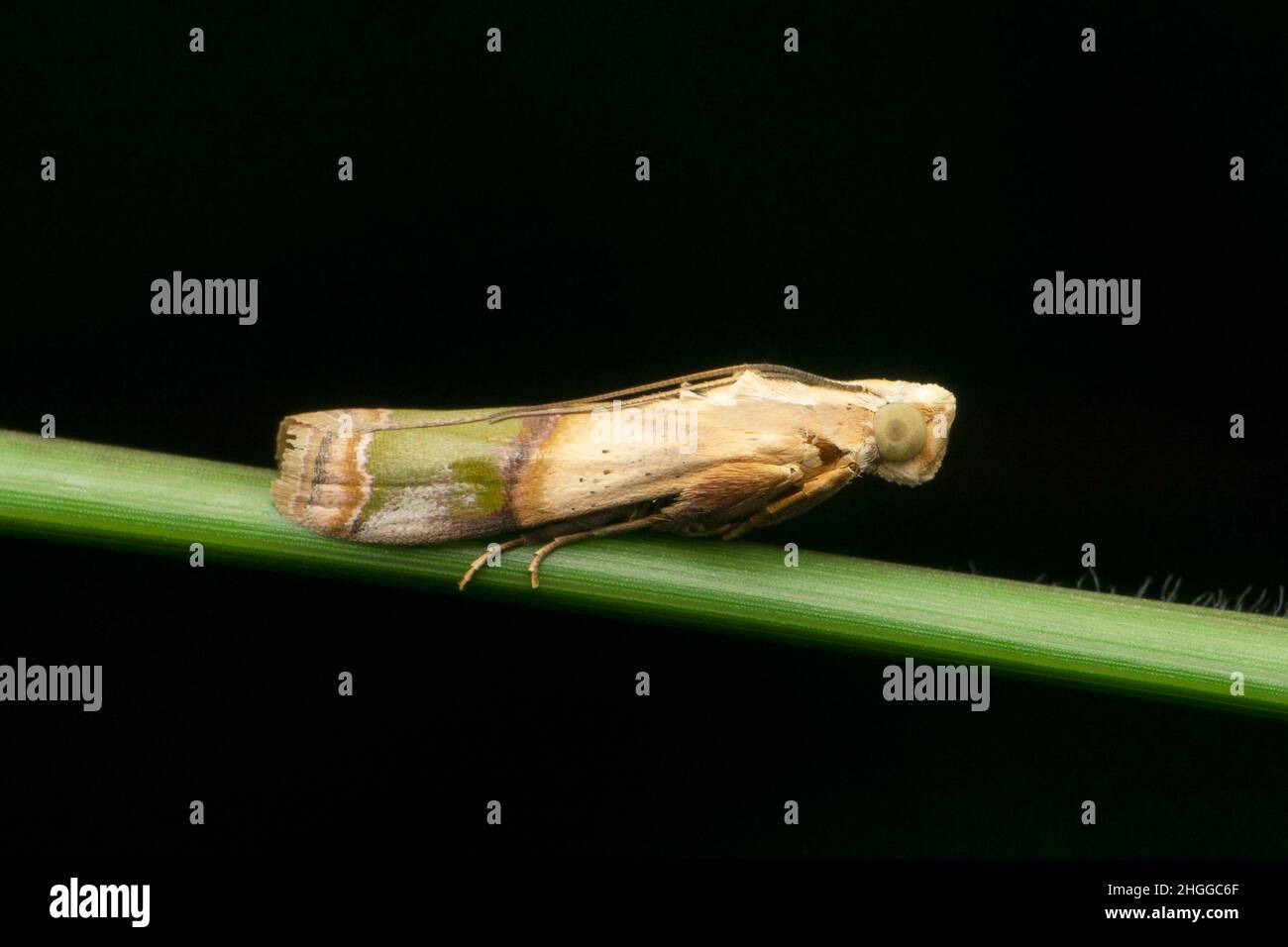 Arcola malloi, formerly Vogtia malloi, snout moth known as the alligator weed stem borer, Satara, Maharashtra, India Stock Photo