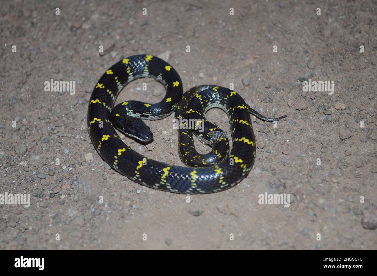 Yellow Spotted Wolf snake, Lycodon flavomaculatus endemic to western ghats, Satara, Maharashtra, India Stock Photo