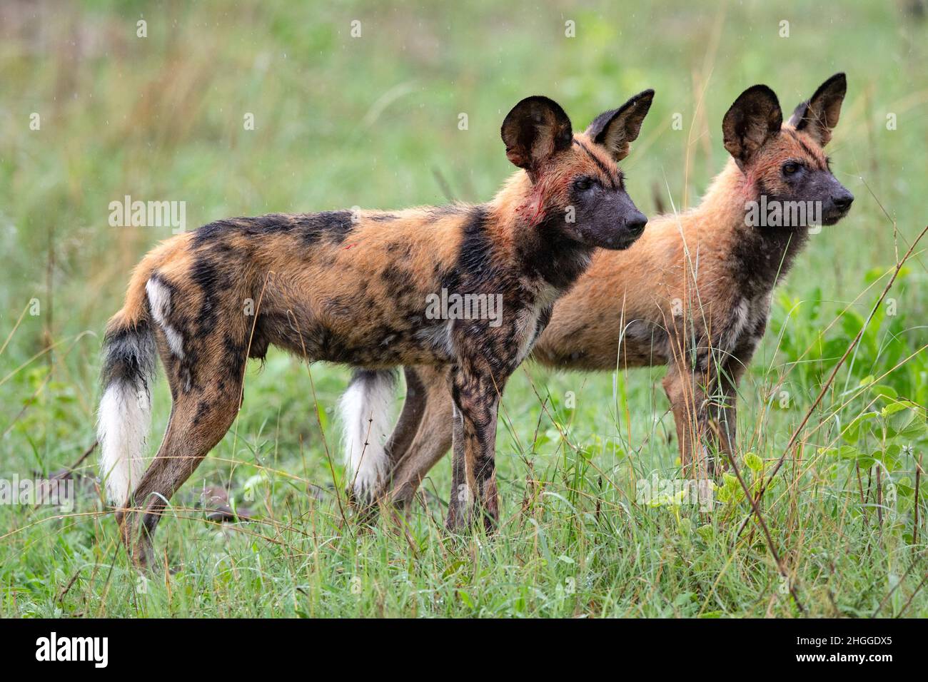 The African wild dogs (Lycaon pictus), also called the painted dogs, or