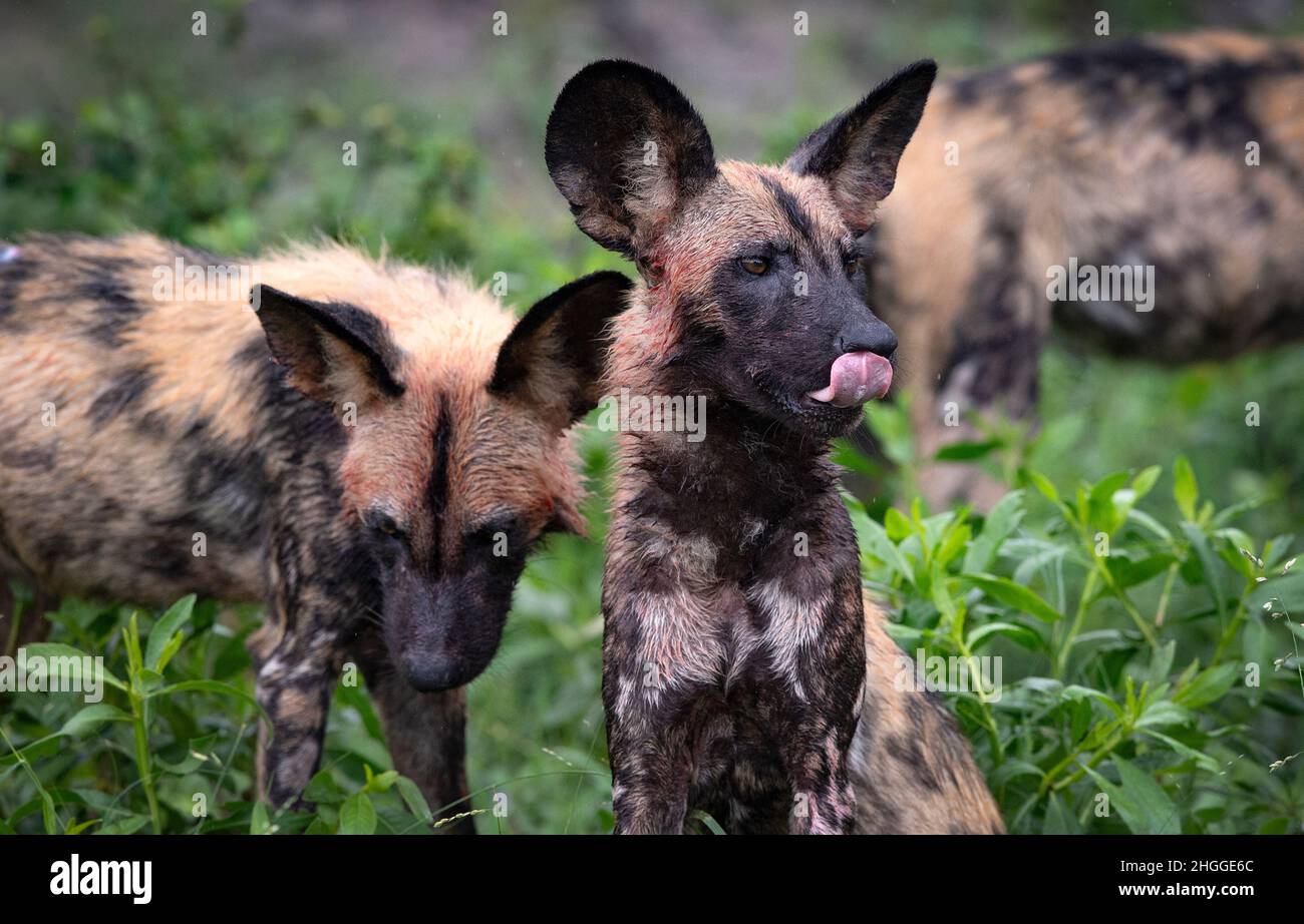 The African wild dogs (Lycaon pictus), also called the painted dogs, or