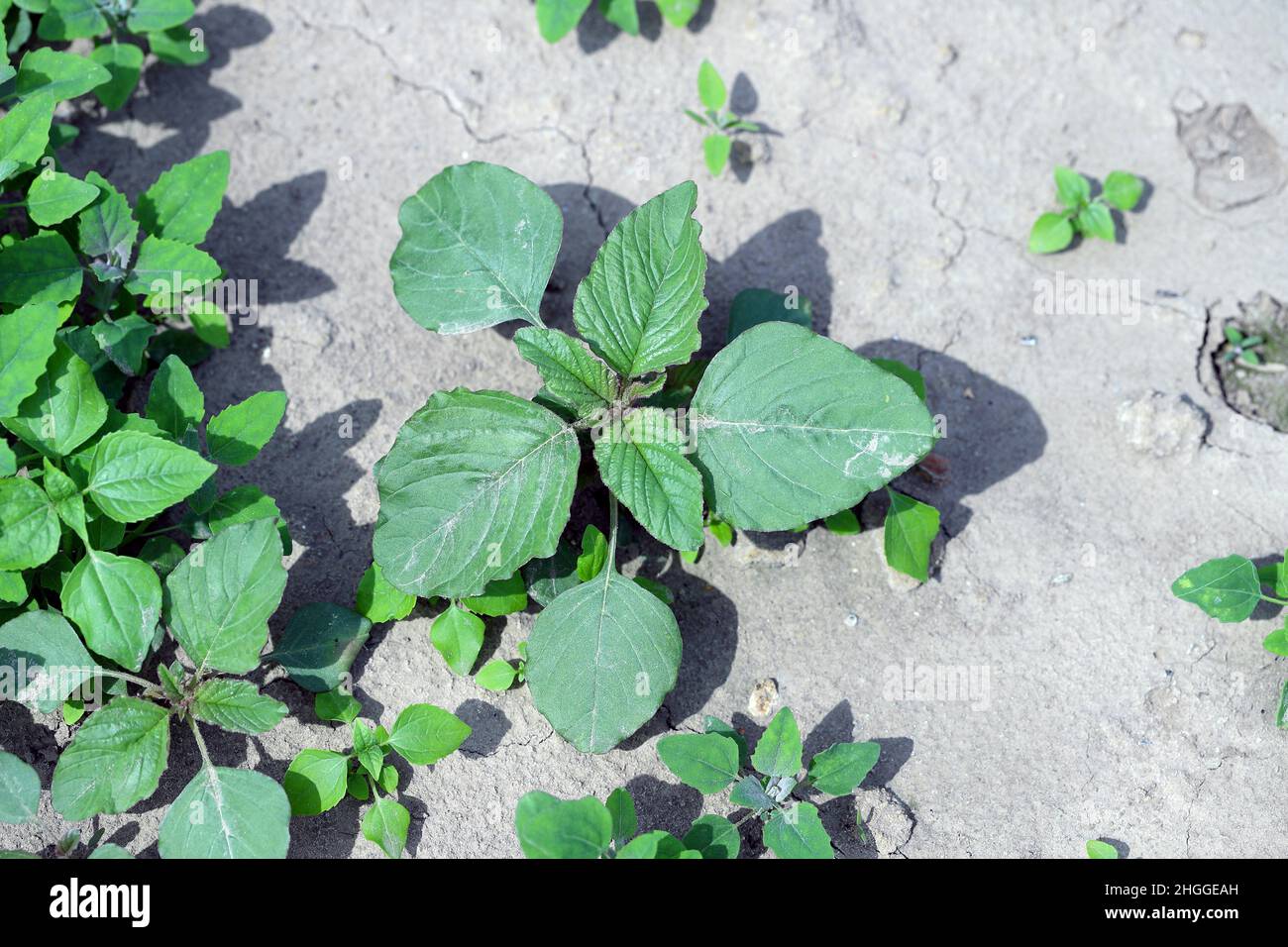 Amaranthus retroflexus is a species of common weed in the family Amaranthaceae with several common names: red-root amaranth, redroot pigweed, red-root Stock Photo