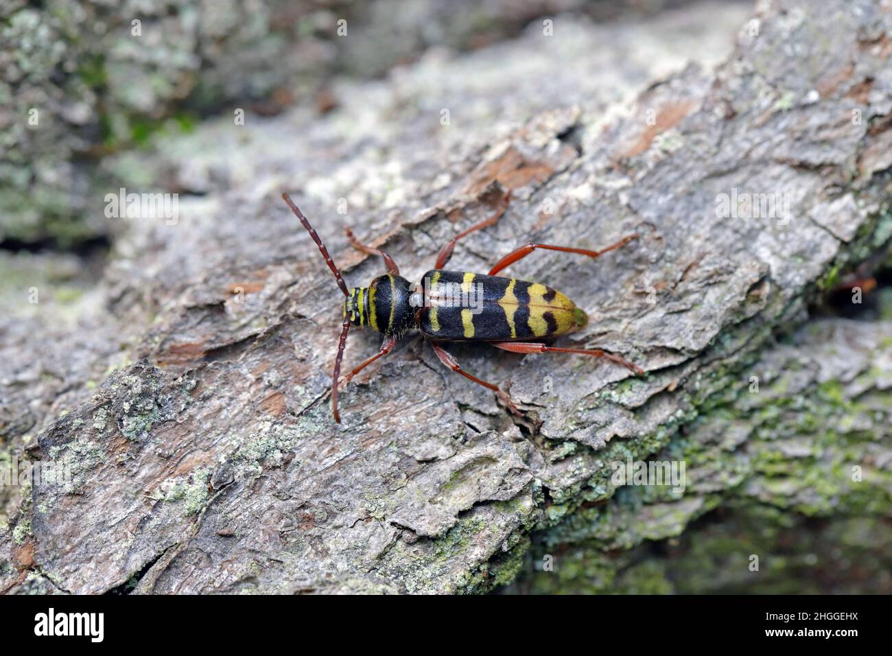 Macro photo of a long horn beetle - Plagionotus detritus. Beetle on oak bark. Stock Photo