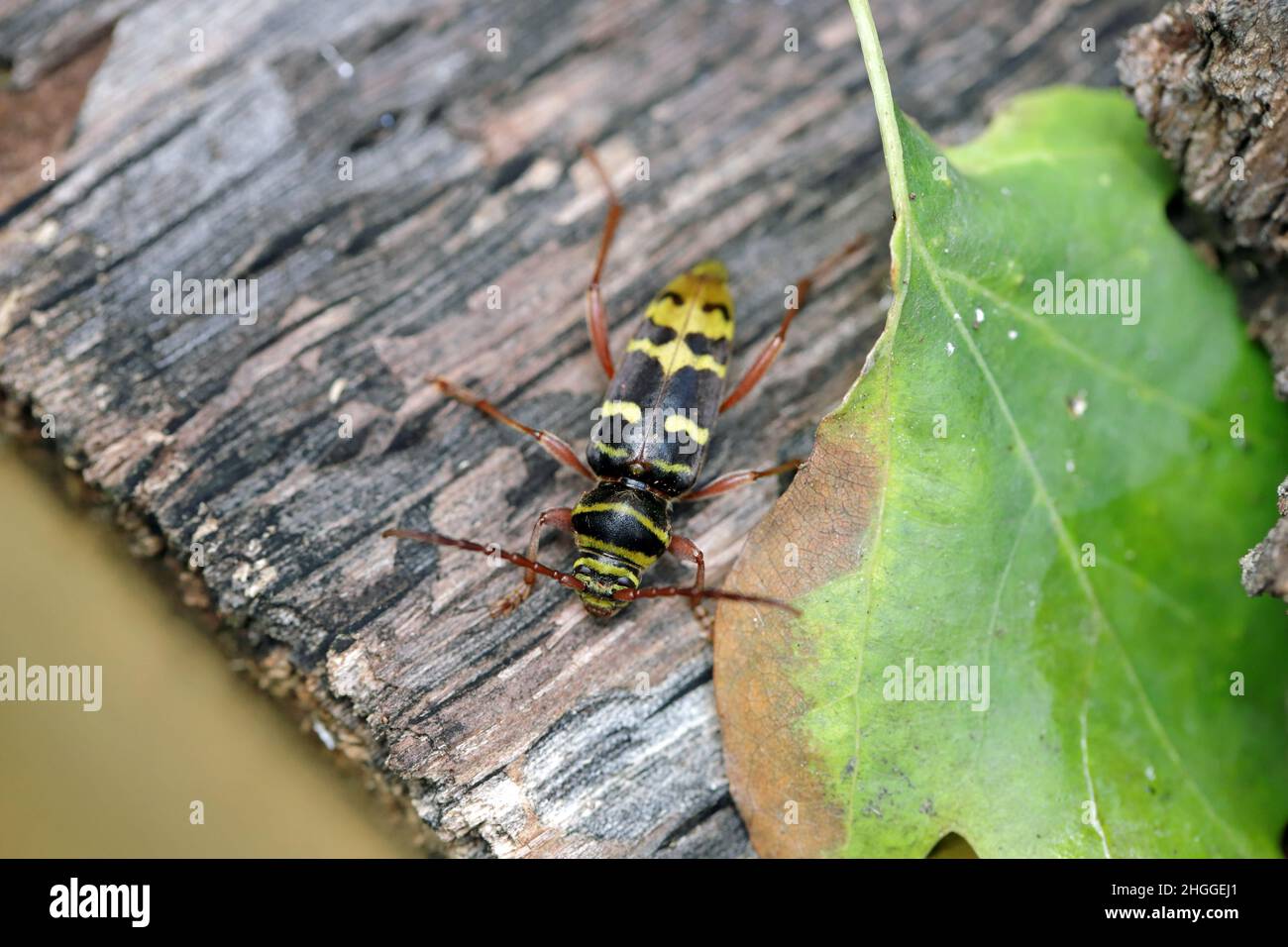 Macro photo of a long horn beetle - Plagionotus detritus. Beetle on oak bark. Stock Photo
