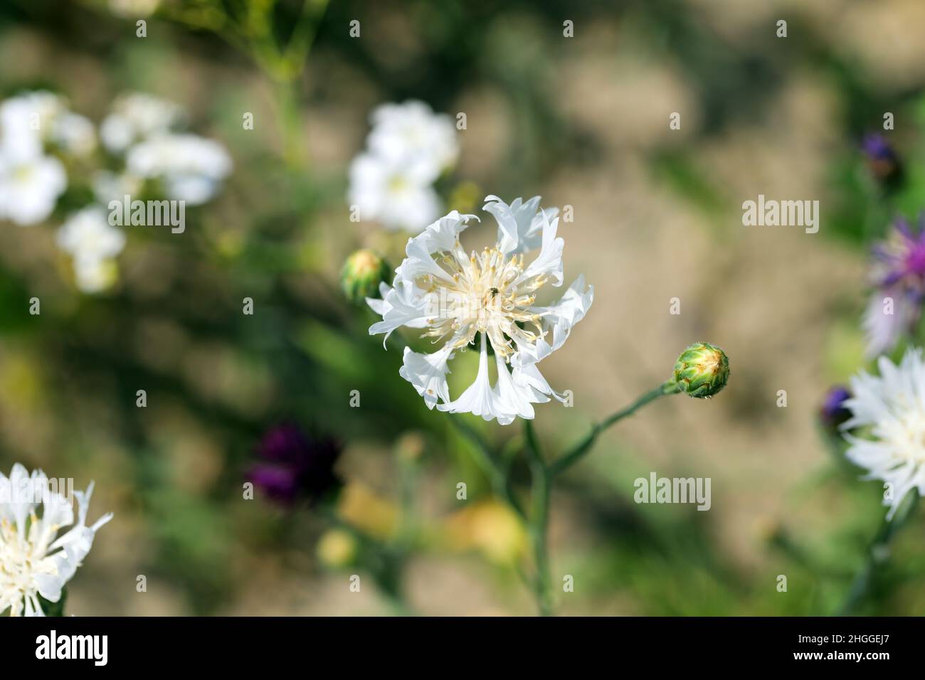 white form of Centaurea cyanus, commonly known as cornflower or bachelor's button. Widespread and common weed in agricultural and horticultural. Stock Photo