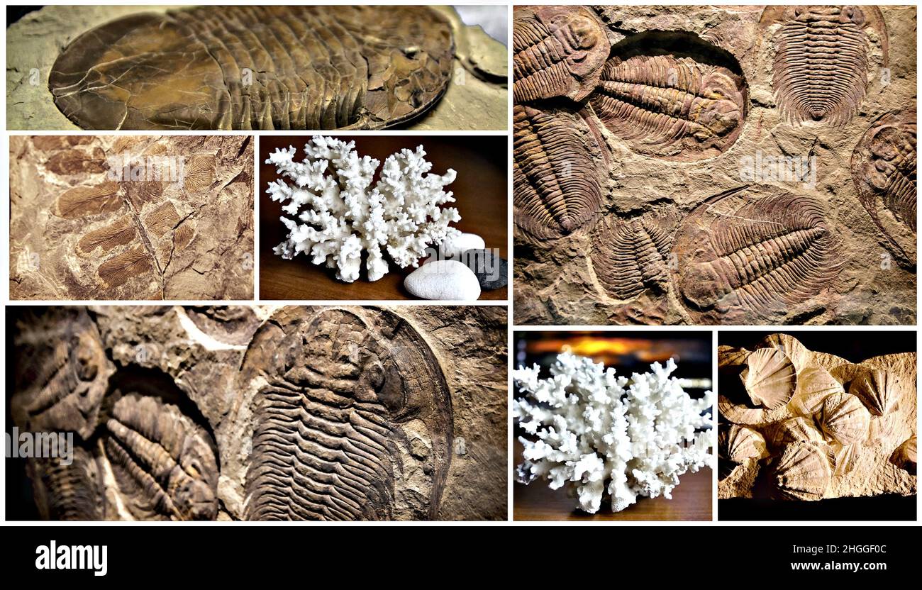 fossil trilobite imprint in the sediment. collage of images of fossils. Stock Photo