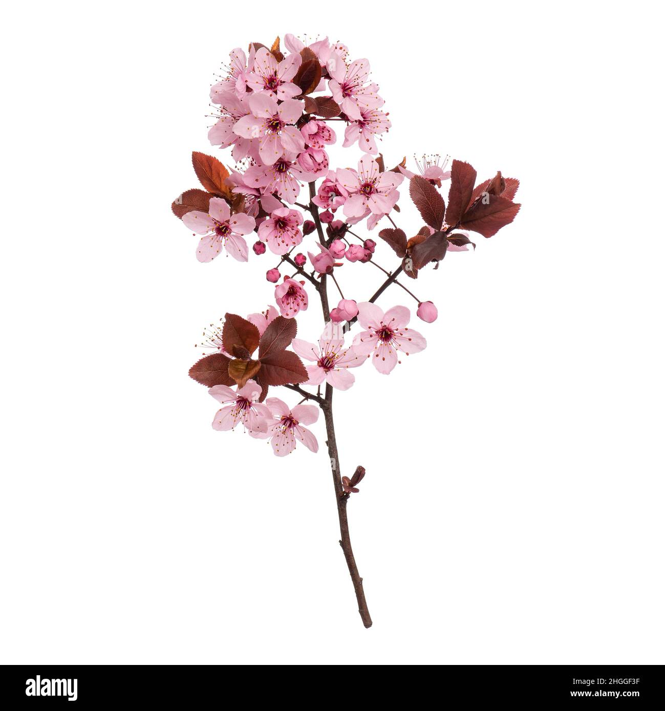 Blossoming branch with pink Cherry blossom flowers and buds, isolated ...