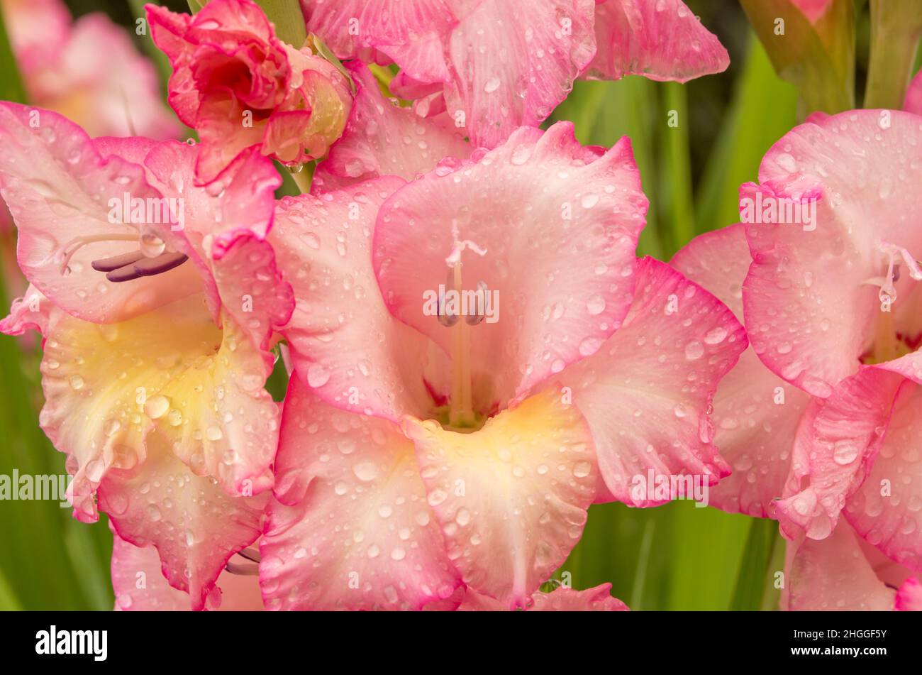 Pink gladioles Gladiolus flower. Raindrops on flower. Spring garden with gladioles. Raindrops on flower gladioles gladiolus. Groups gladioles, sword l Stock Photo