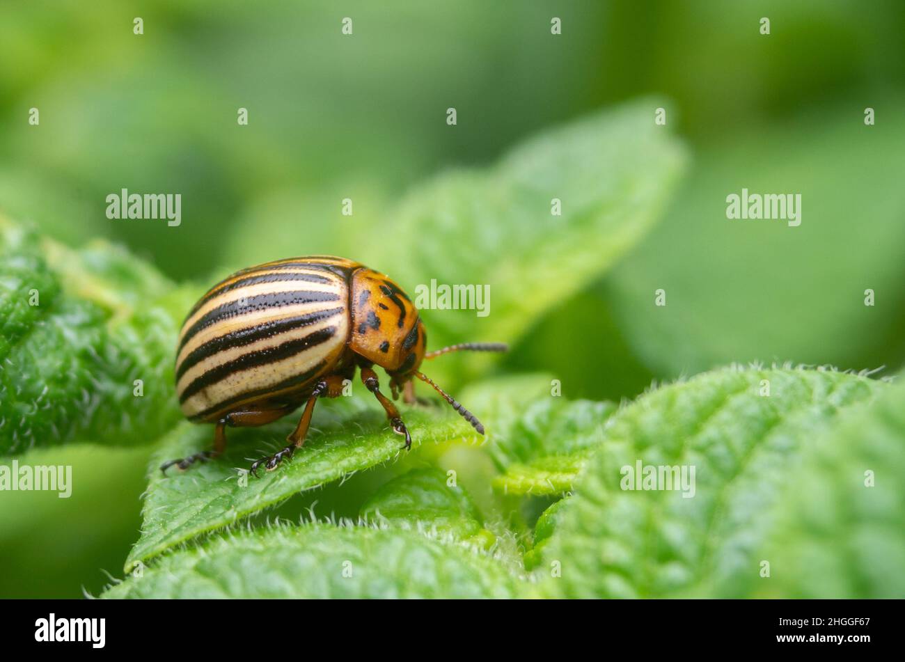 Potato bug hires stock photography and images Alamy