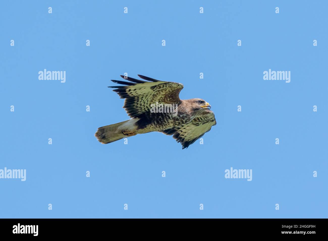 These images were taken in North Hykeham, Lincoln, UK. LINCOLN, UK: GLORIOUS pictures of a buzzard flying in broad sunshine have been captured. One im Stock Photo