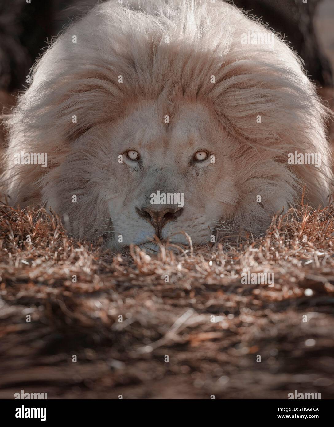A leucistic lion with its massive head on the ground and its hair on ...