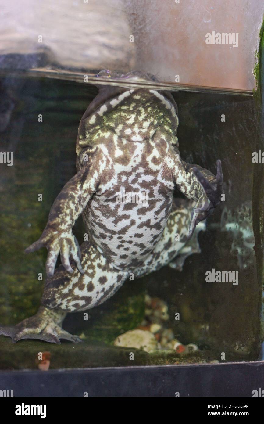 Adult bullfrog swimming around the aquatic tank Stock Photo Alamy