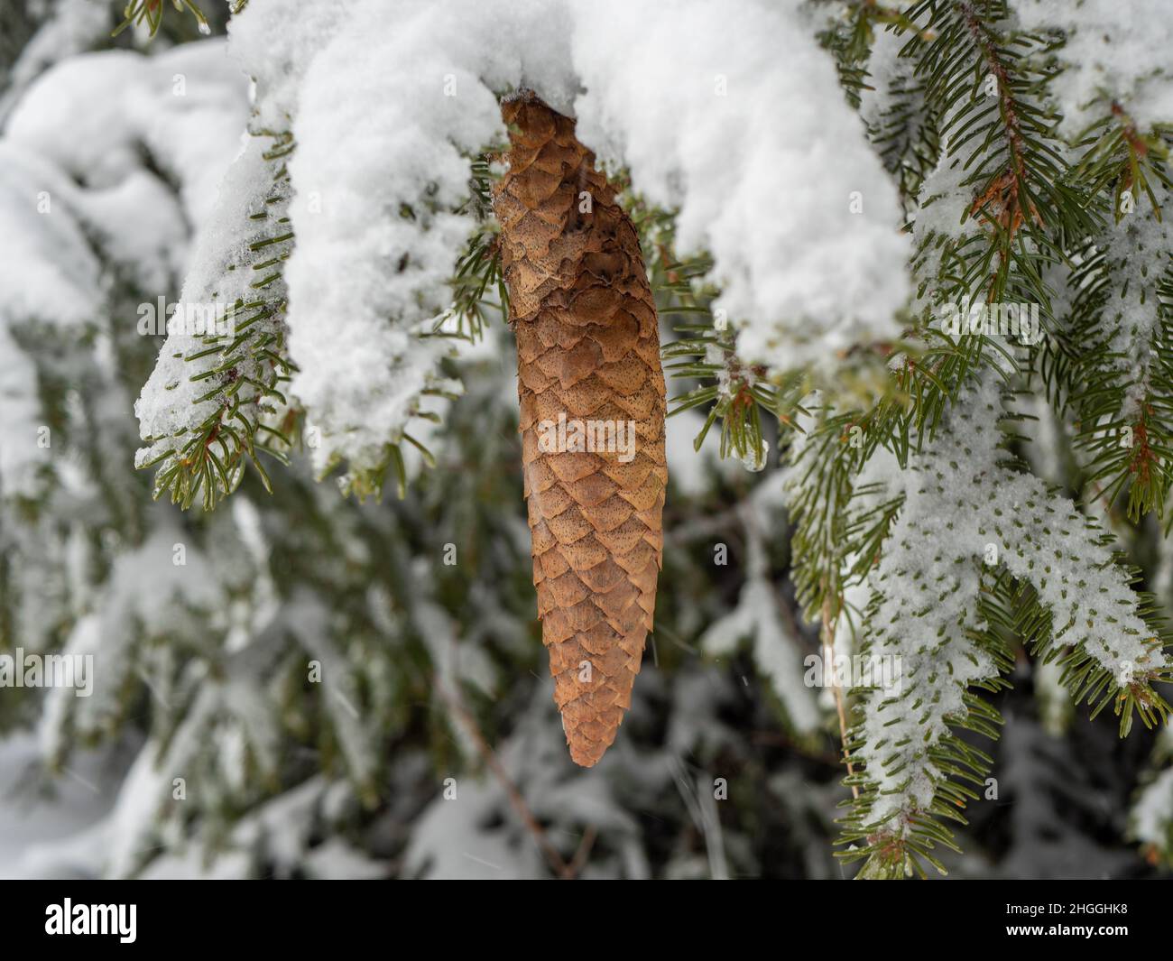 Snow cones hi-res stock photography and images - Alamy