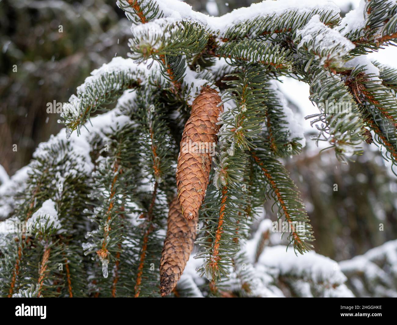 snow covered pine needles in winter Stock Photo