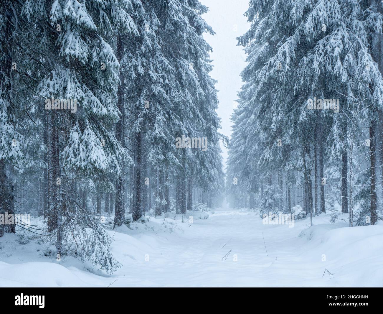 snow covered trees in winter forest Stock Photo
