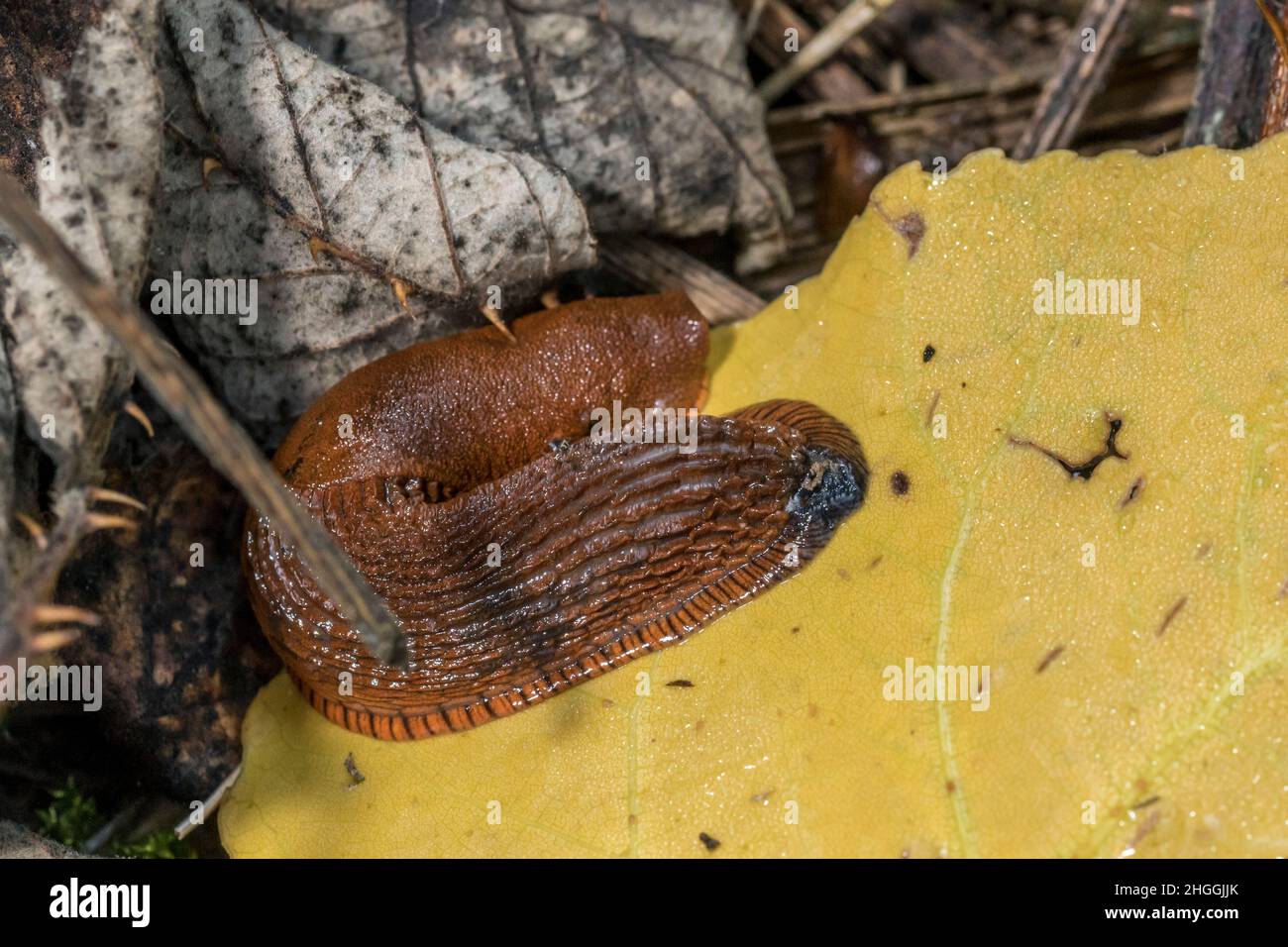 Red slug, Arion rufus, crawls over autumn dry grass and foliage Stock ...