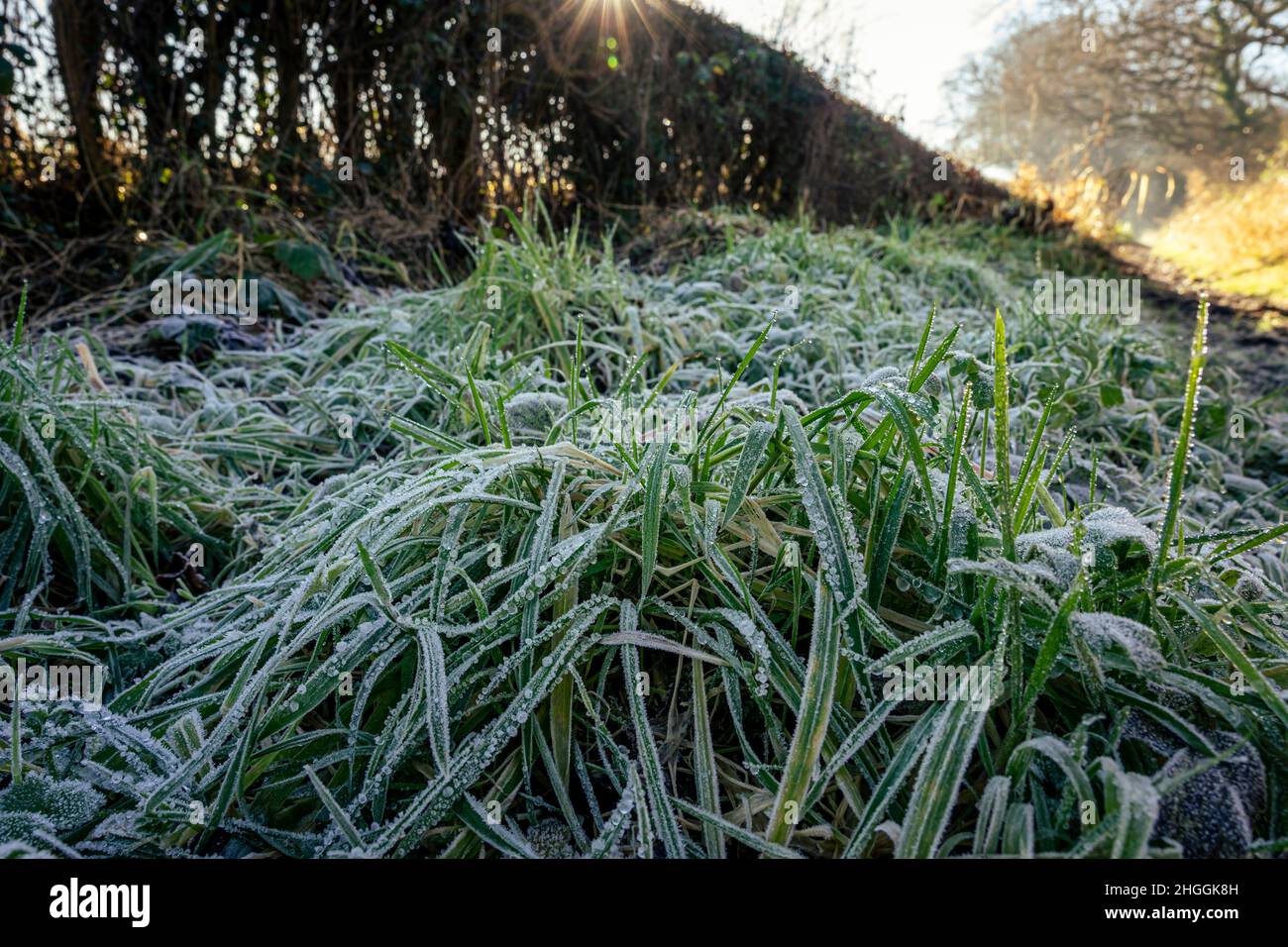 Ice covered grass on roadside verge in the morning sun Stock Photo