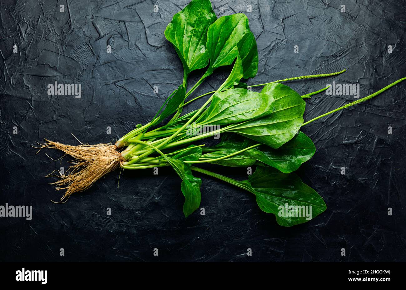 Plantain leaf in alternative medicine. Healing potion, herbal medicine.Broadleaf plantain leaves Stock Photo