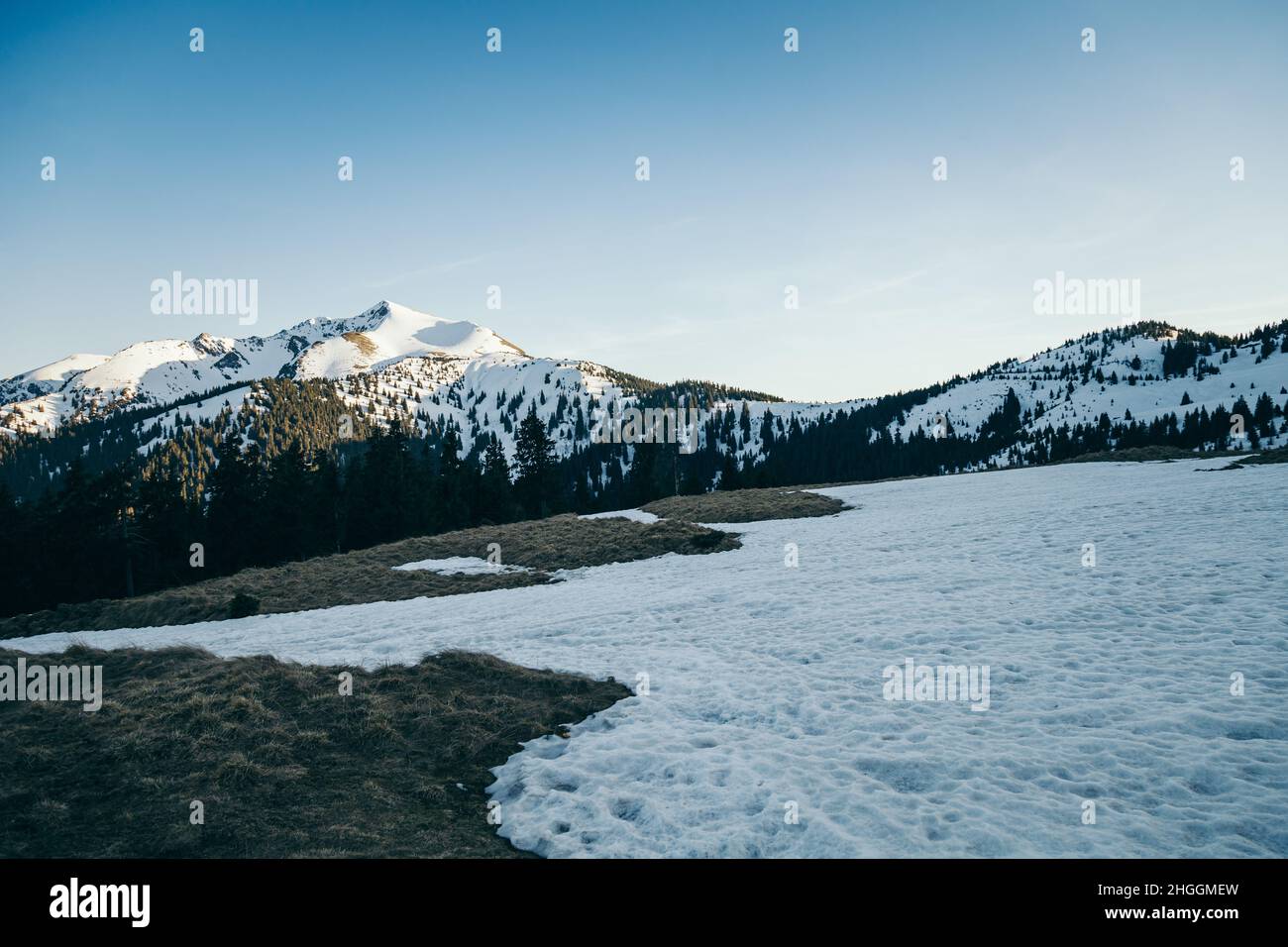 Snowy glade, snowy mountains and coniferous forest in the background Stock Photo