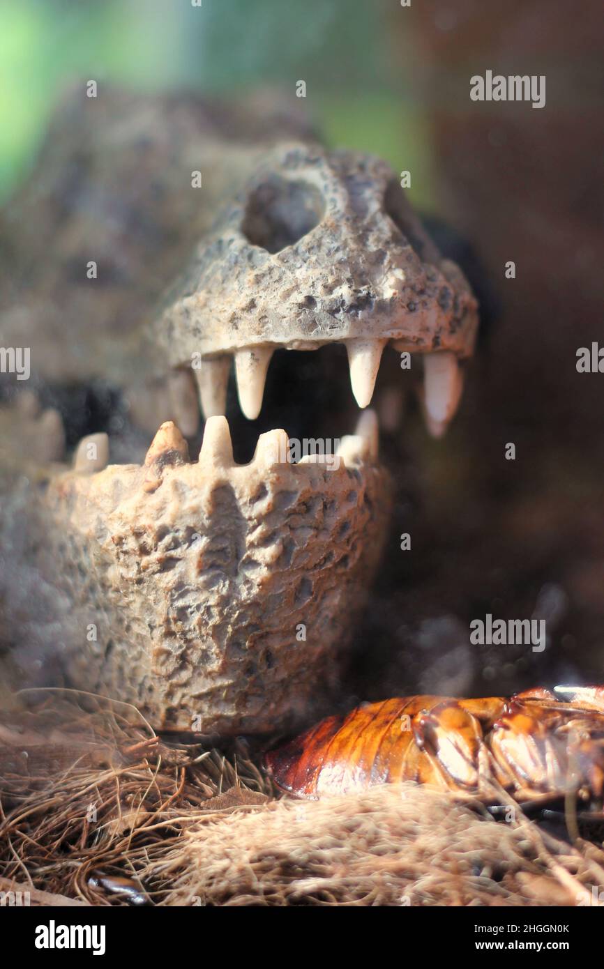 Terrifying plastic imitation of the skull and teeth of a long dead