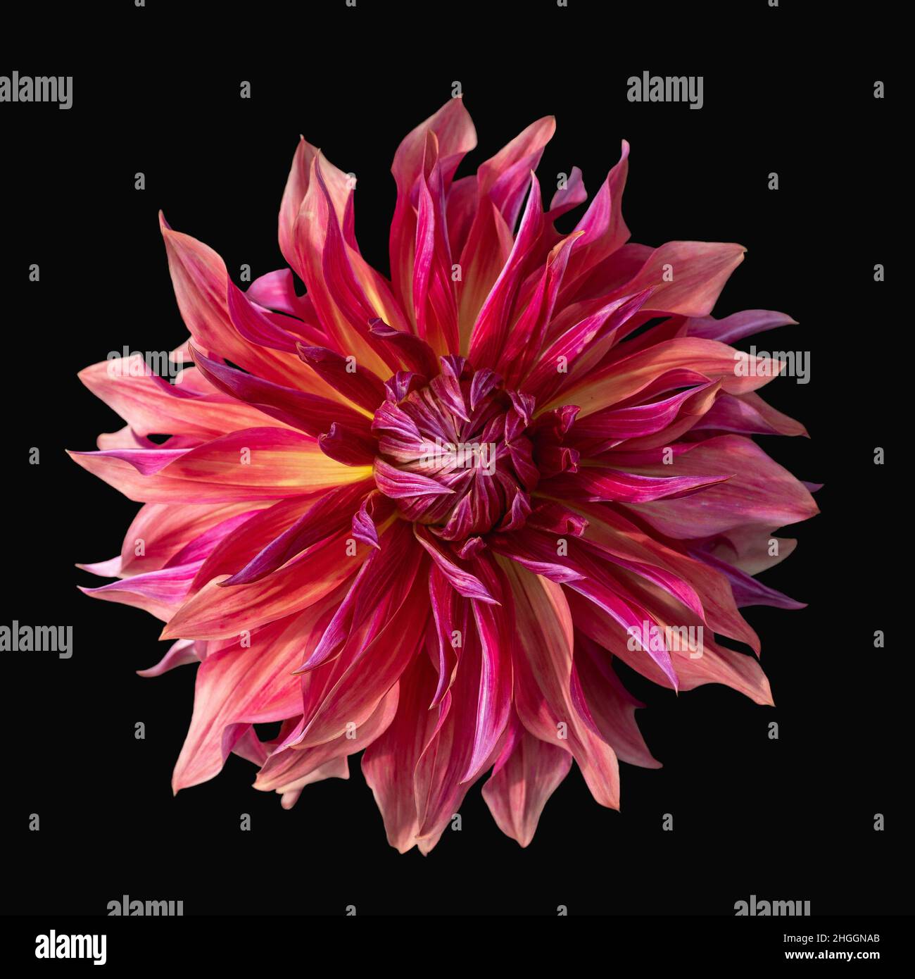Pink and Yellow Dahlia head on black background Stock Photo