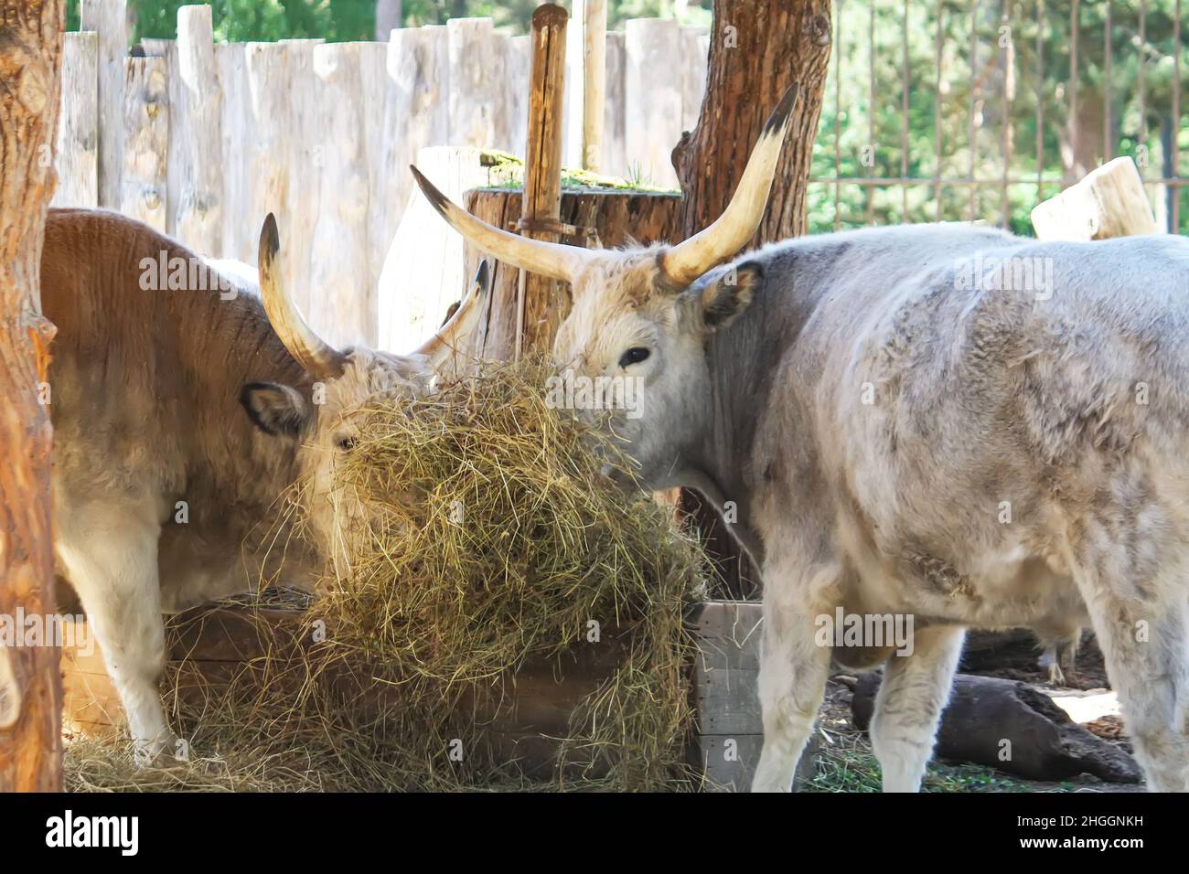 Hungarian steppe cattle eating dry hay in feeder. Rare European breed