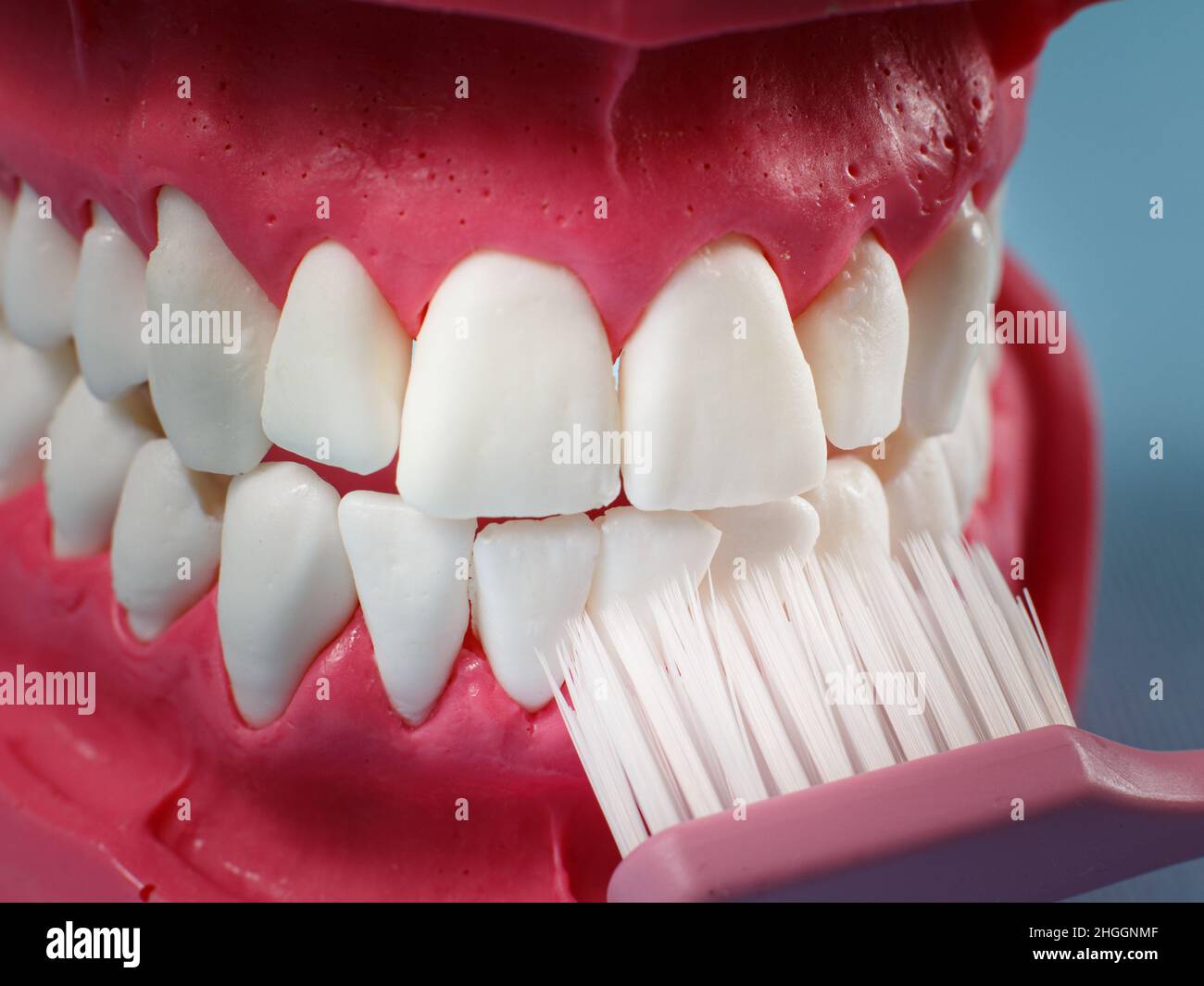 Close-up view of a human jaw layout and a toothbrush. Oral hygiene ...