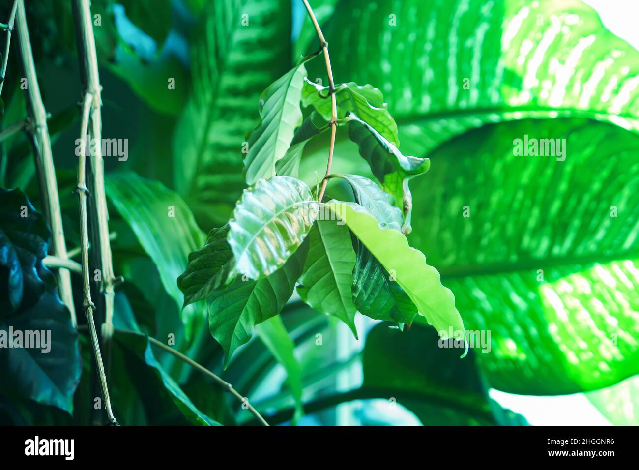 Tropical leaves in sunlight close up. Green foliage nature background. Stock Photo