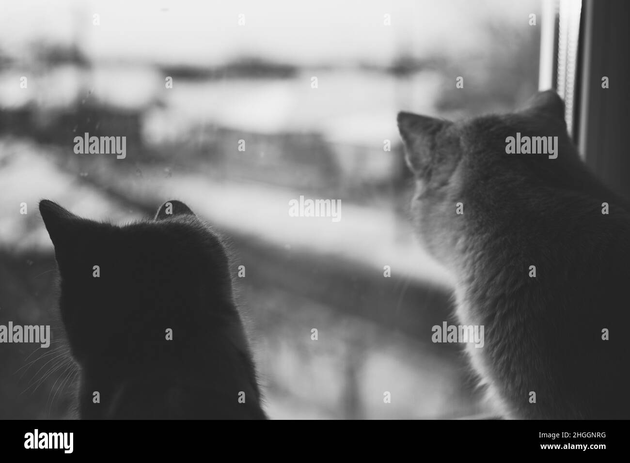 Two cats rest on a sunny windowsill in winter and looking outdoor. BW photo Stock Photo