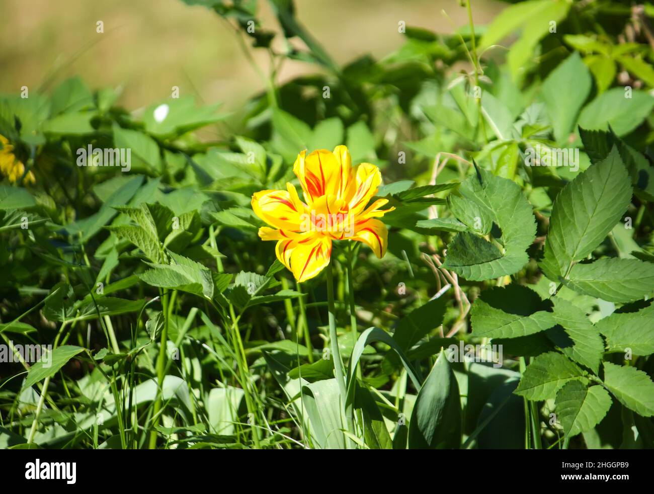 Spring flower in sunlight. Lush colorful tulip. Stock Photo